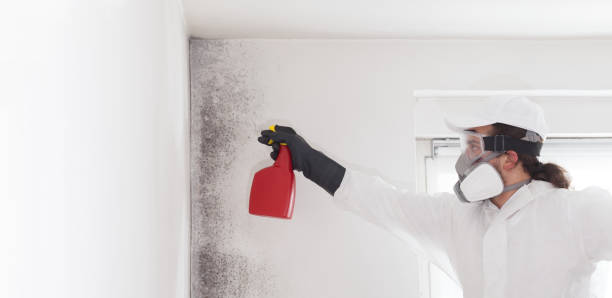 Best Mold Inspection  in Bonneauville, PA